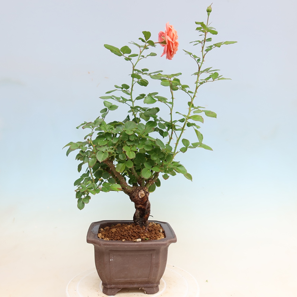 Bonsai ogrodowe – Rosa Kordes – róża