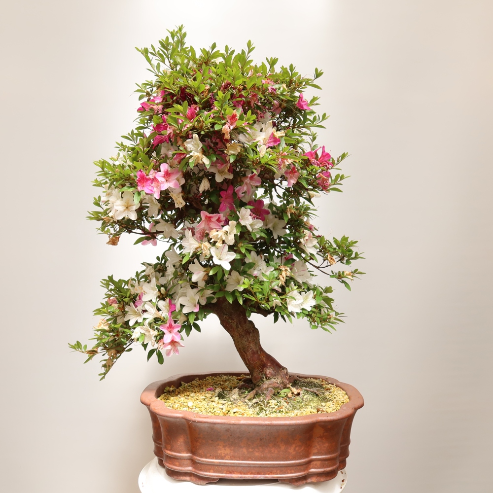 Bonsai zewnętrzne - Azalia japońska - Azalia Shunen