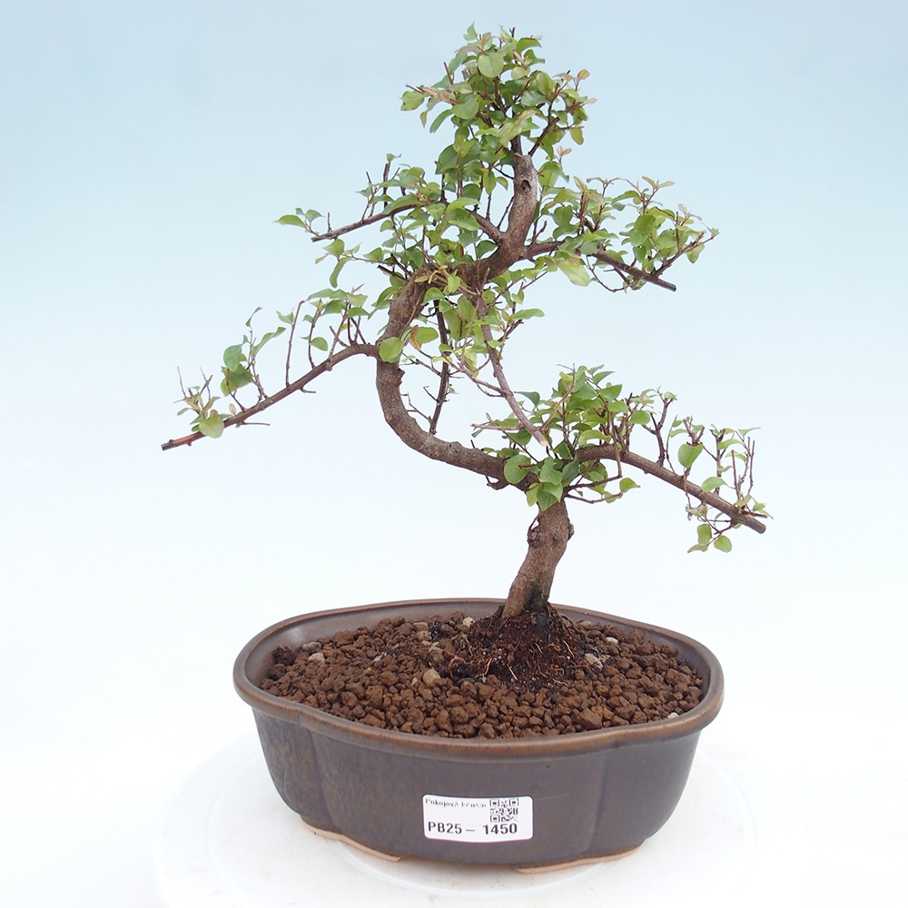 Bonsai wewnętrzne - Sagerécie thea - Sagerécie thea