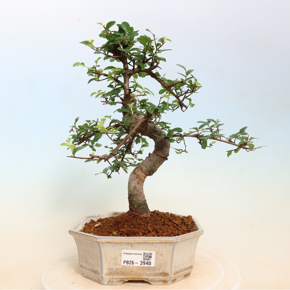 Pokój bonsai - Ulmus parvifolia - Wiąz drobnolistny
