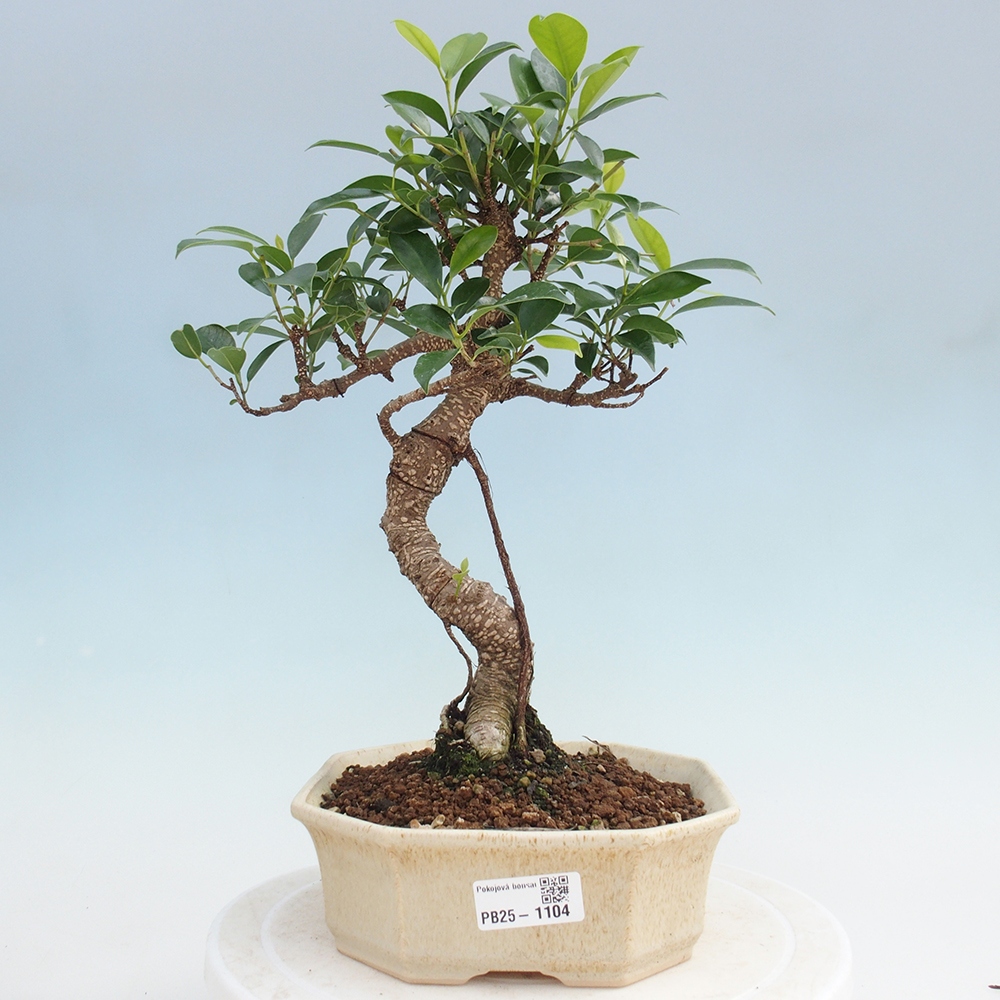 Kryty bonsai - Ficus retusa - figowiec drobnolistny
