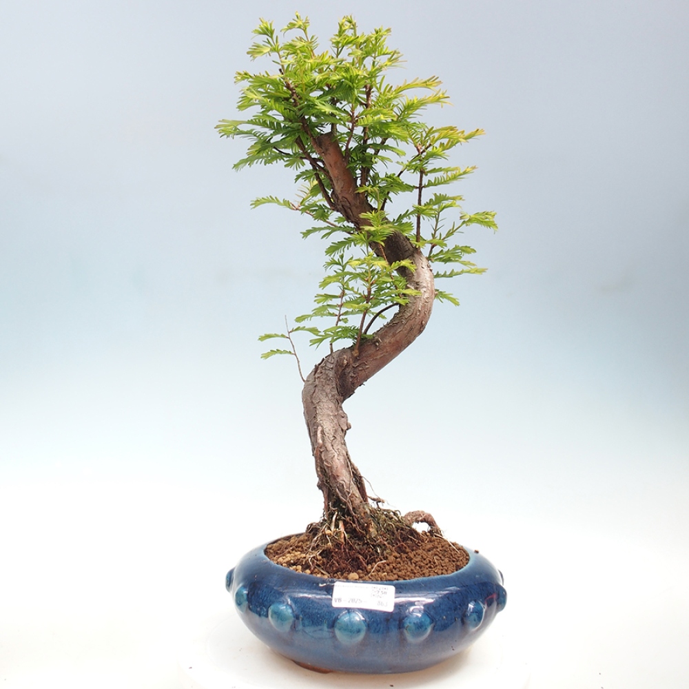 Outdoor bonsai - Metasequoia glyptostroboides - chińskie metasekvoje