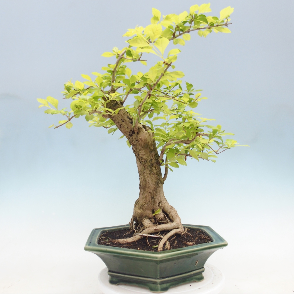 Bonsai pokojowe - Duranta erecta Aurea
