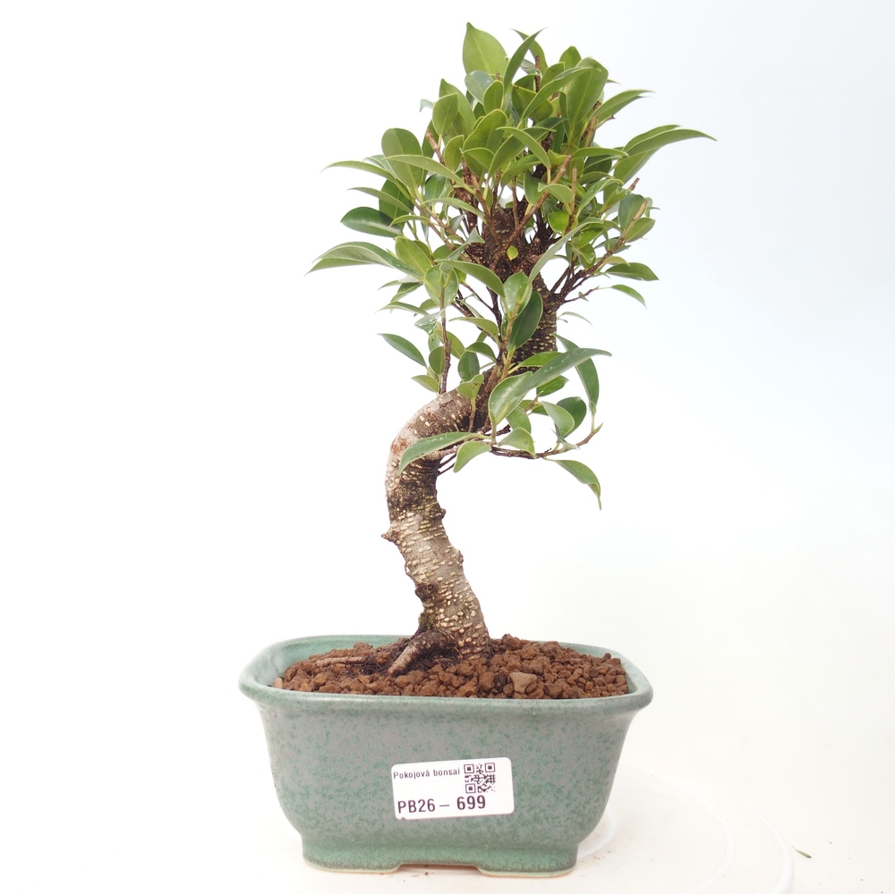 Pokój bonsai - Ficus retusa - figowiec drobnolistny