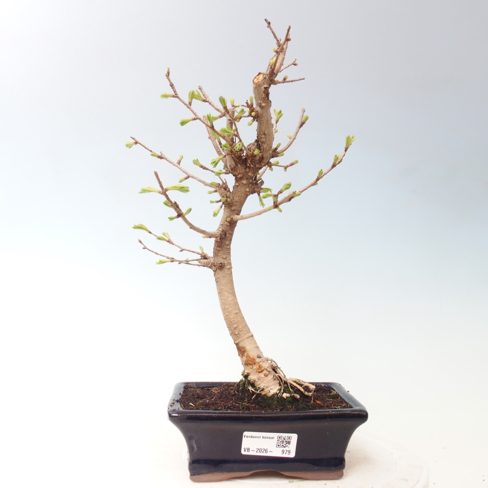 Bonsai zewnętrzne - Pseudolarix amabis-Pseudolarix amabis