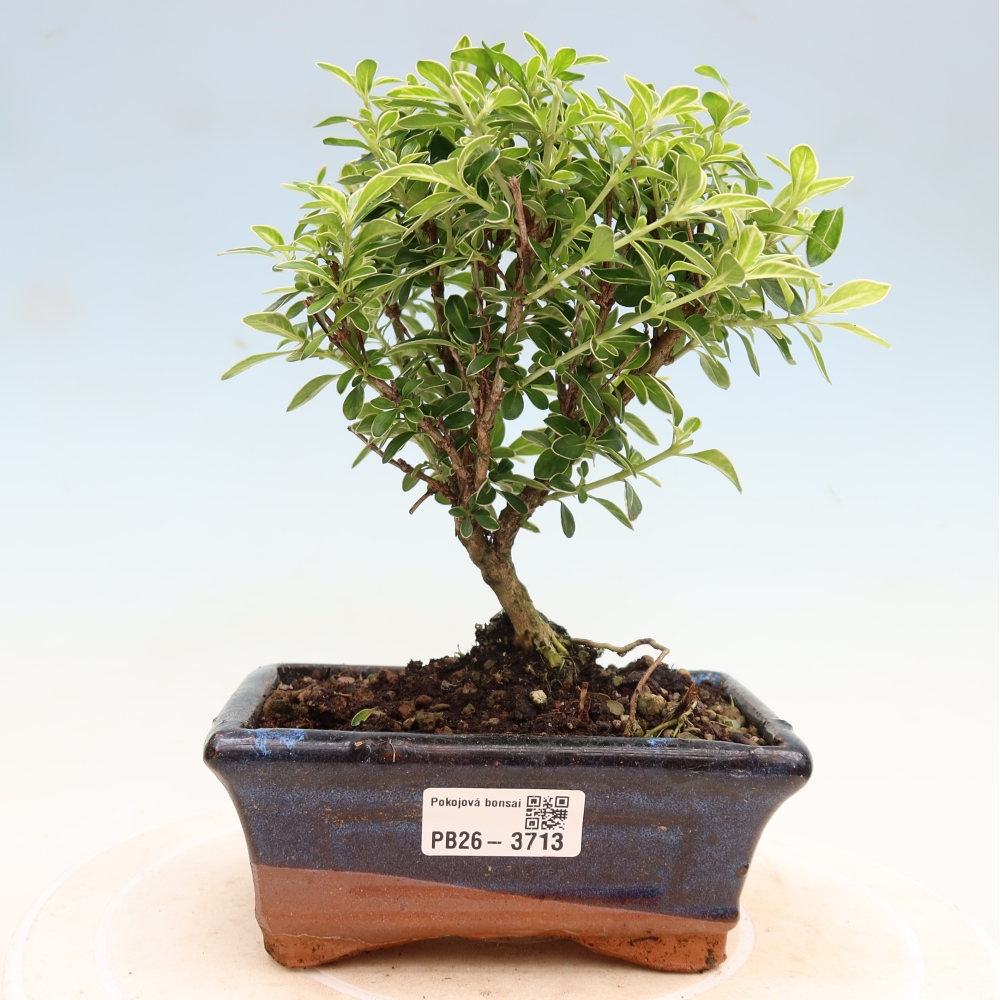 Bonsai pokojowe – Serissa foetida Variegata – Drzewo tysiąca gwiazd