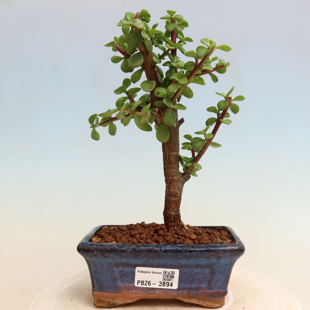 Pokój bonsai - Portulakaria Afra - Tlustice
