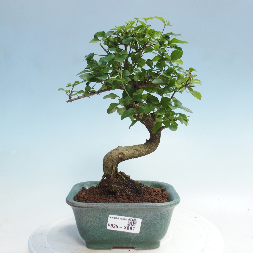 Pokój bonsai - Ligustrum chinensis - Dziób ptaka