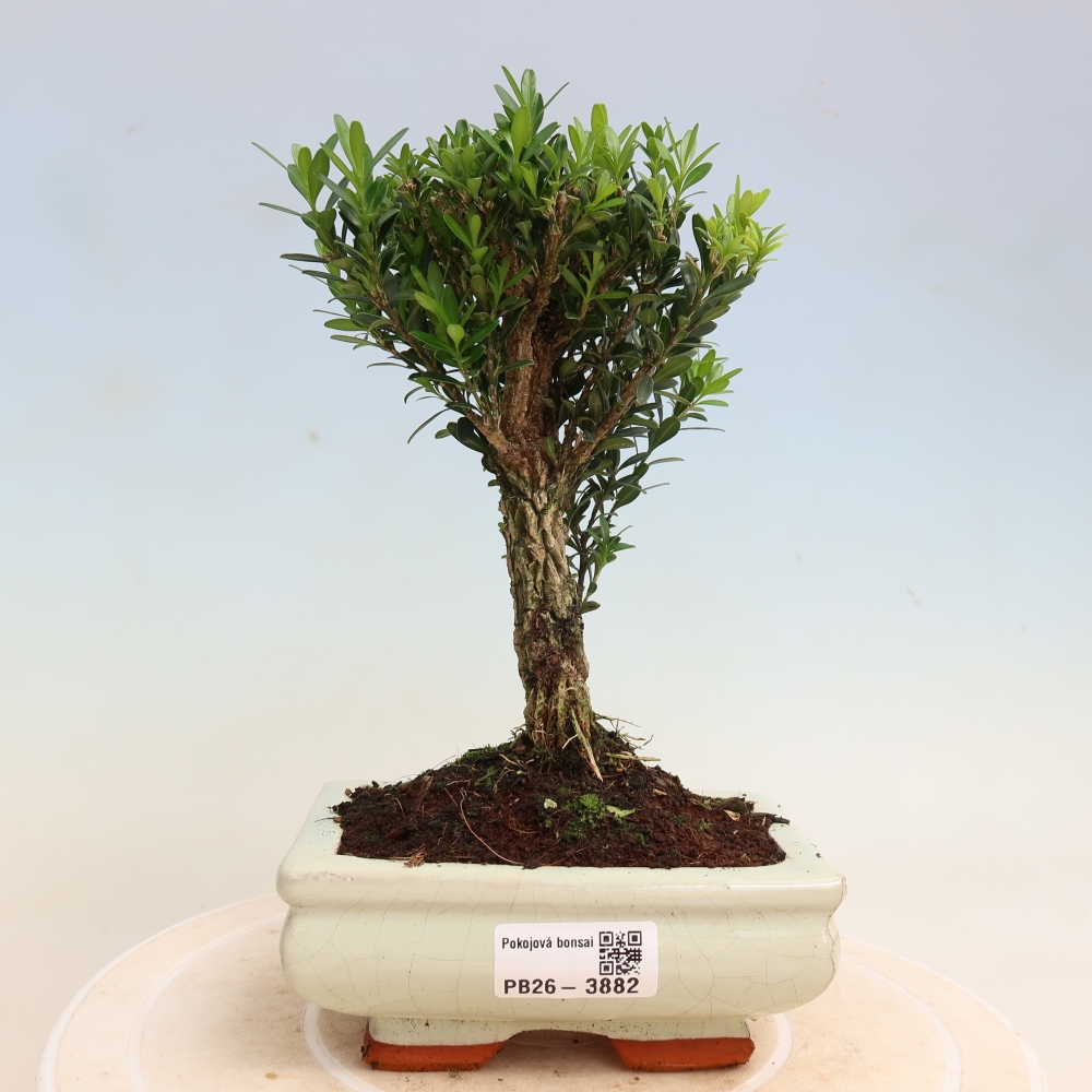 Pokój bonsai - Buxus harlandii - buxus korkowy