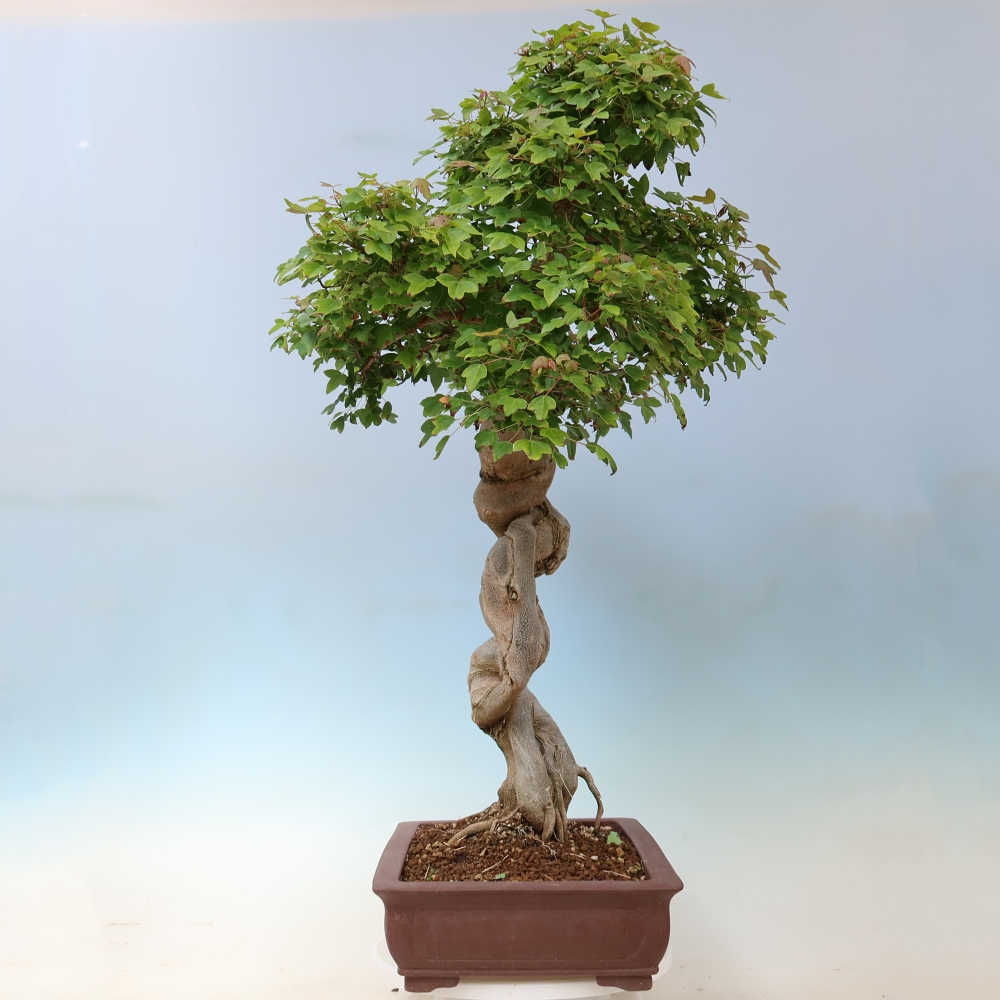 Outdoor bonsai - Acer Buergerianum - Klon Burger