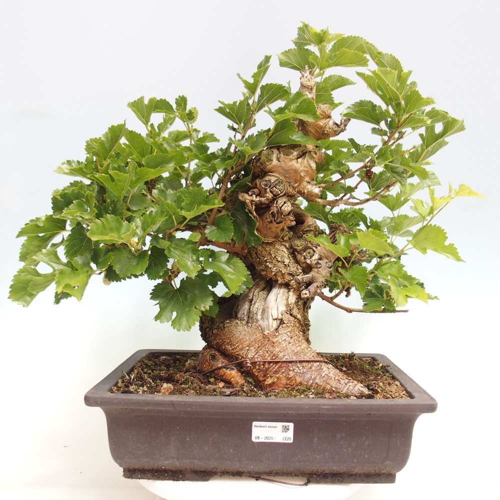 Bonsai outdoor - Morus alba - morwa