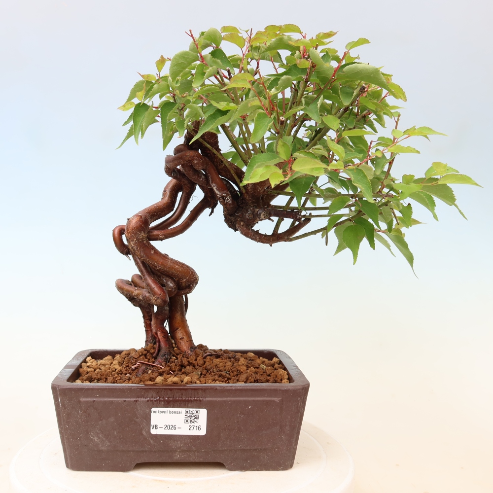 Bonsai ogrodowe – japońska śliwka – Prunus Mume