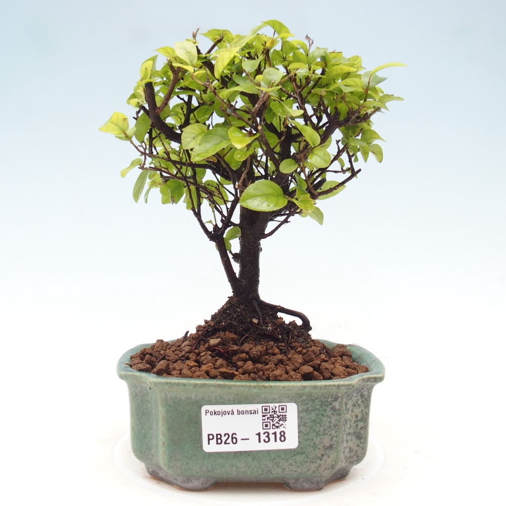 Bonsai pokojowe - Sageretia thea - Sageretia thea