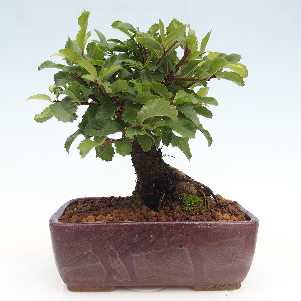 Bonsai zewnętrzne - Zelkova - Zelkova NIRE