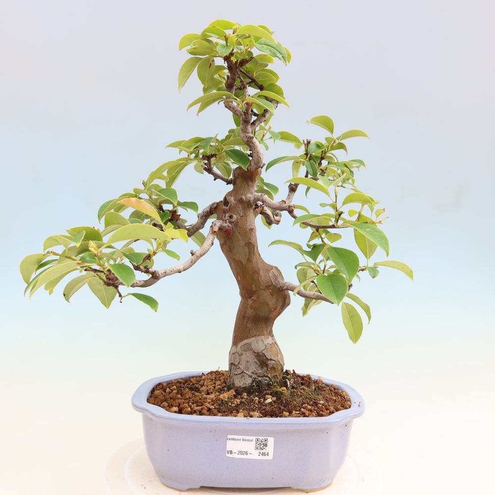 Outdoor bonsai - Pseudocydonia sinensis - pigwa chińska