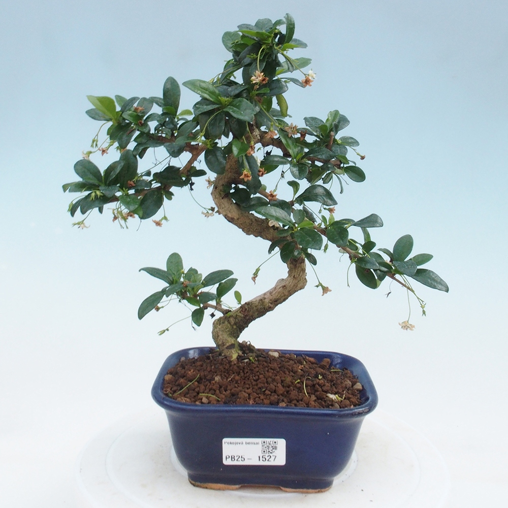Bonsai wewnętrzne - Carmona makrophylla - Herbata Fuki