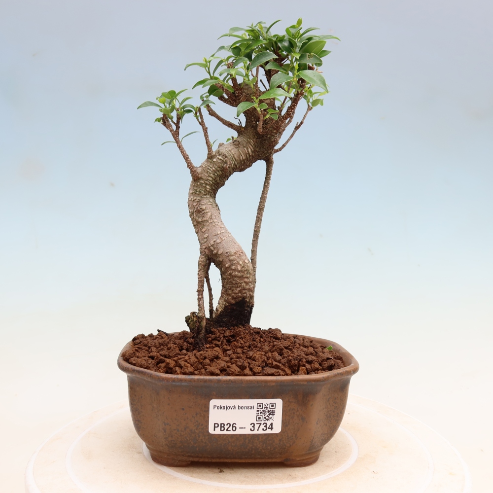 Pokój bonsai - Ficus kimmen - figowiec drobnolistny