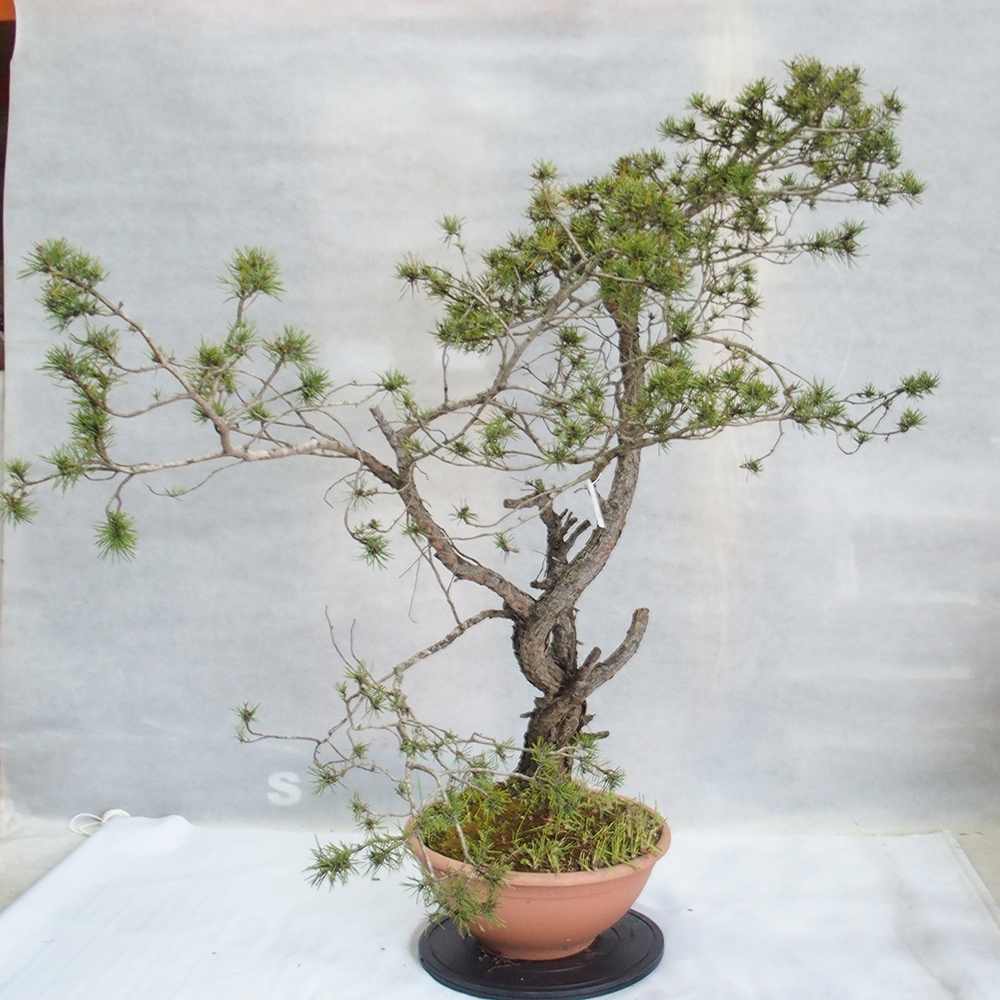 Yamadori - Pinus sylvestris 