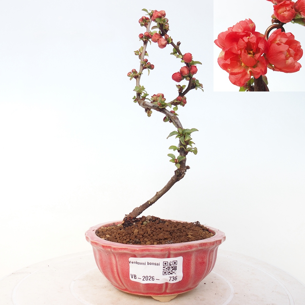 Outdoor bonsai - Chaneomeles s. Red Joy - Pigwa
