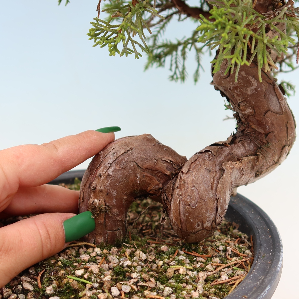 Bonsai ogrodowe – Juniperus chinensis Itoigawa – jałowiec chiński