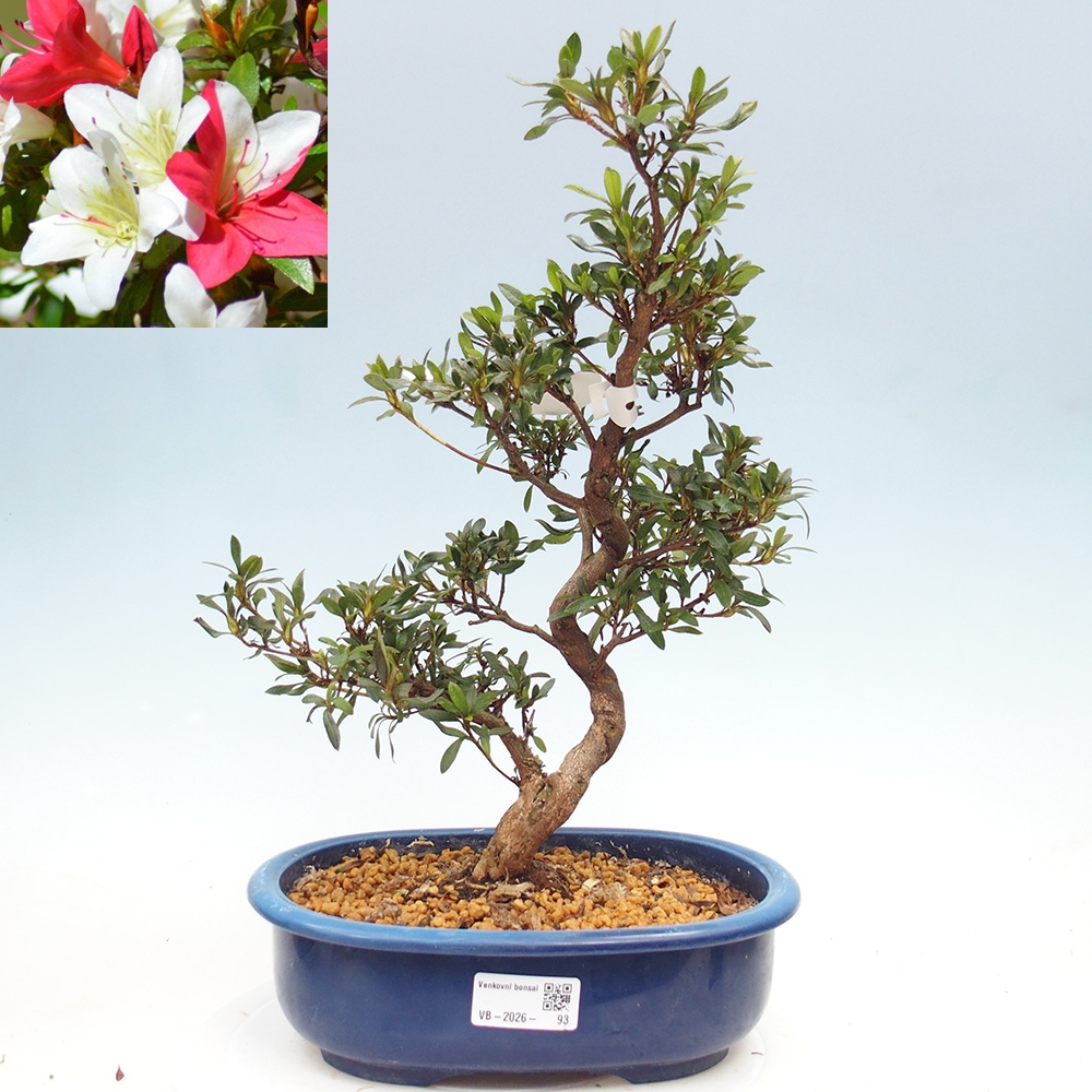 Bonsai zewnętrzne - Azalia japońska - Azalia CHIHIRO