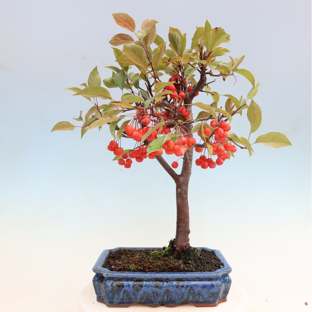 Outdoor bonsai - Malus domestica - Jabłoń czerwonolistna o małych owocach
