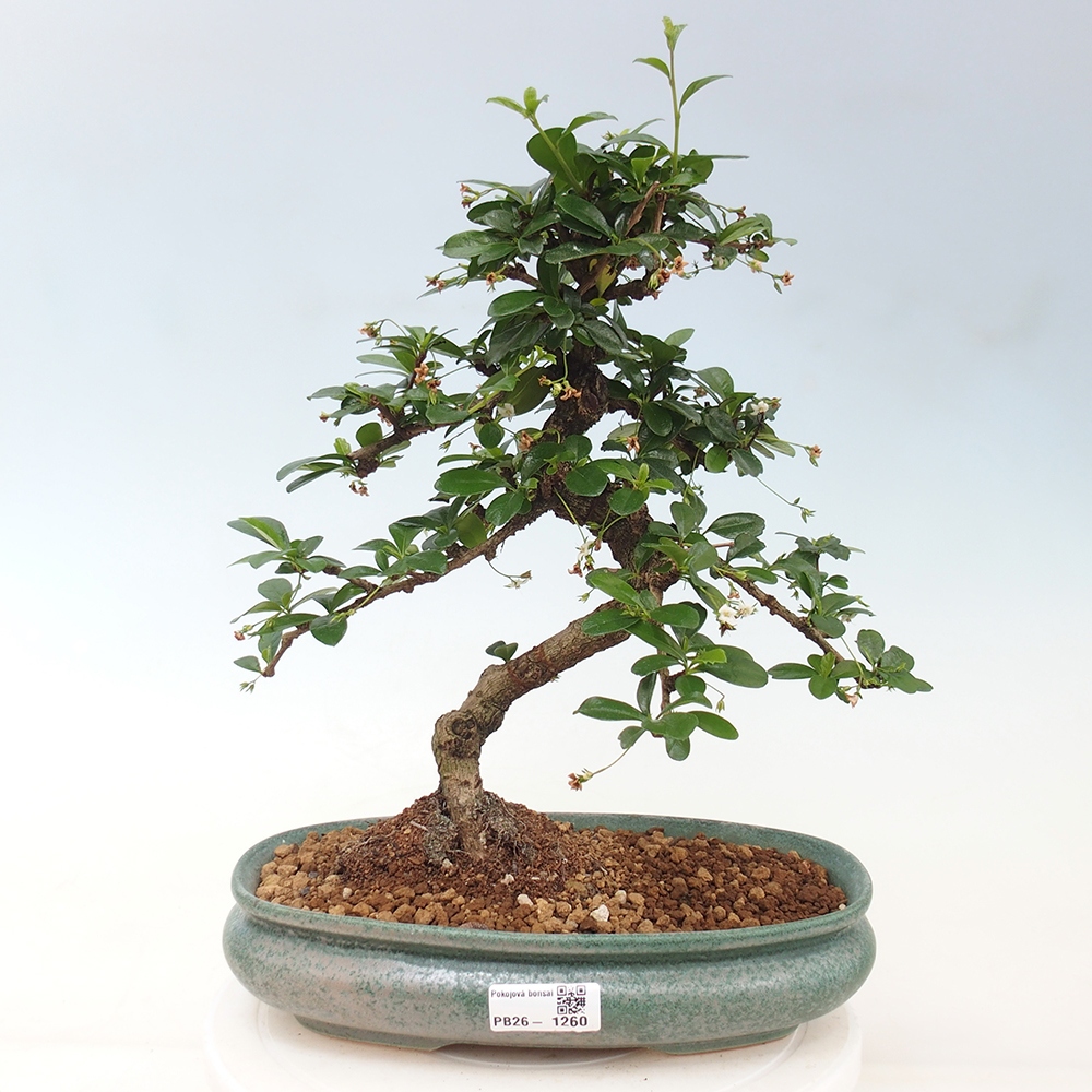 Bonsai pokojowe - Carmona macrophylla - Tea fuki