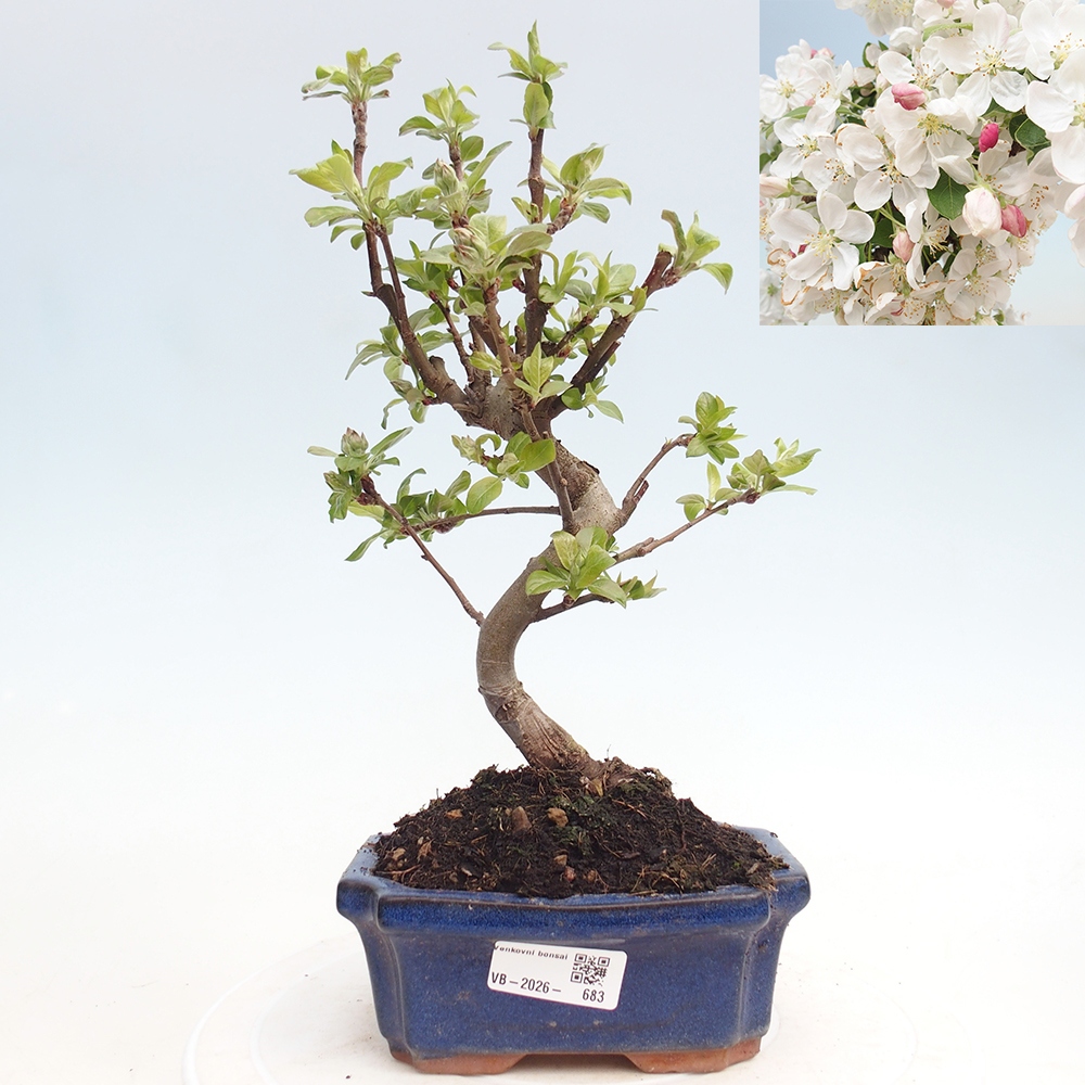 Outdoor bonsai - Malus halliana - Jabłoń drobnoowocowa