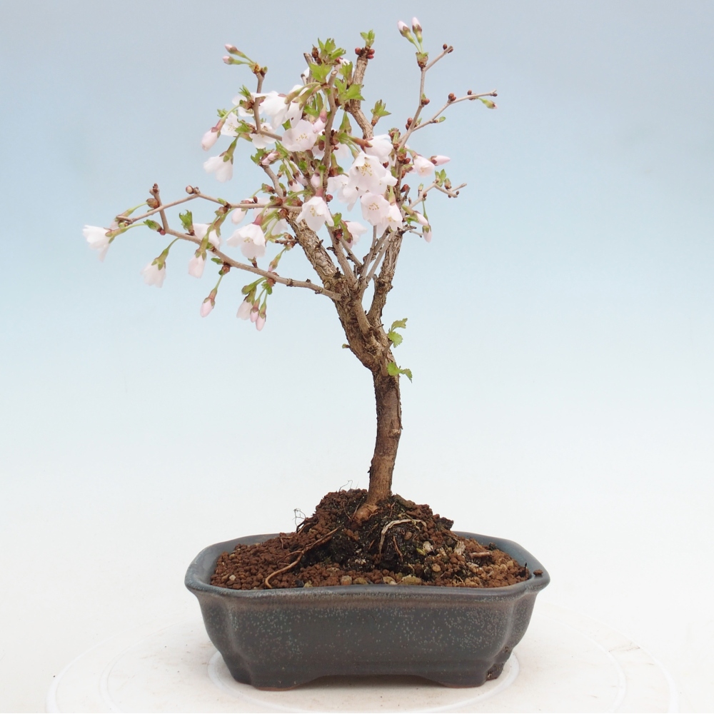 Outdoor bonsai - Prunus incisa Kojou-no mai-Plivon wycięty