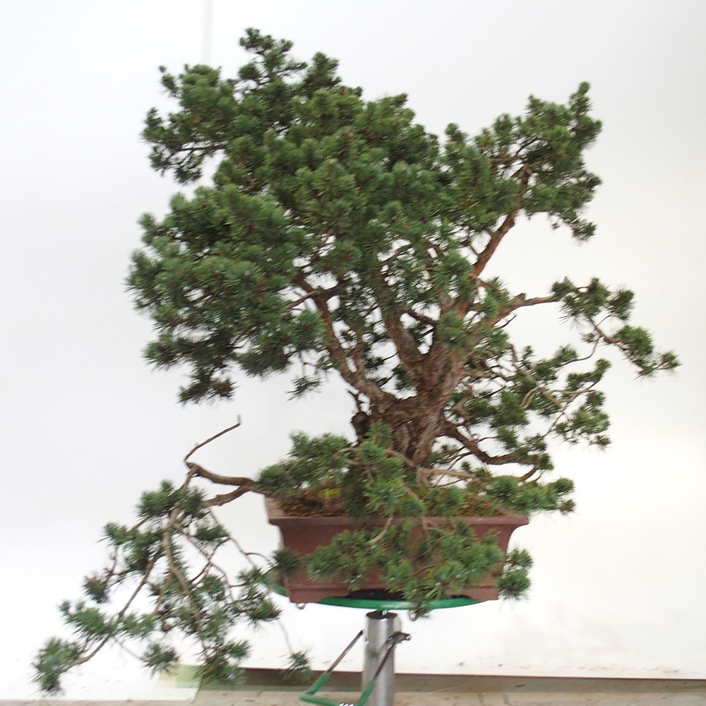 Yamadori - Pinus sylvestris Hiszpania