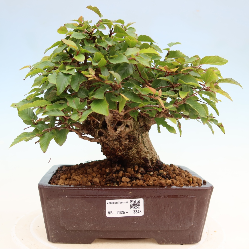 Outdoor bonsai - Carpinus coreana - grab koreański
