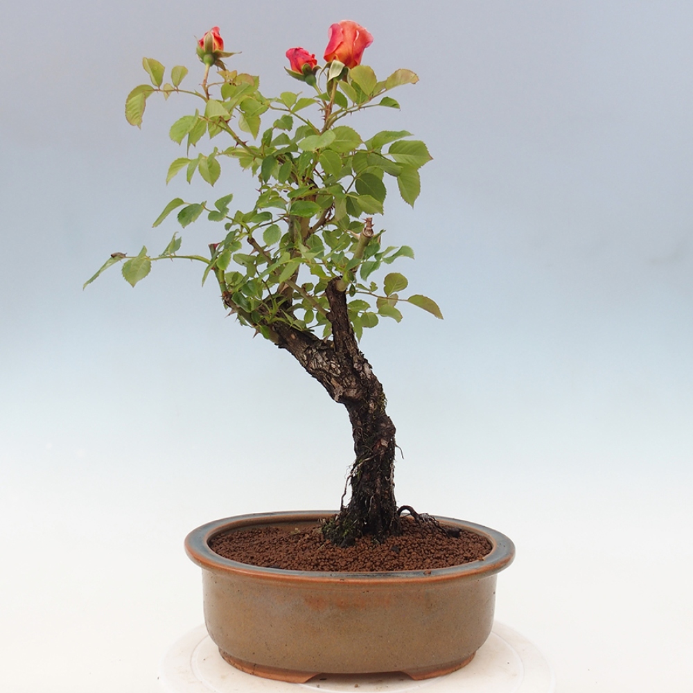 Bonsai na zewnątrz - Rosa Kordes - róża 