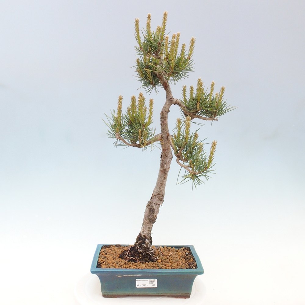 Outdoor bonsai - Pinus Sylvestris - sosna zwyczajna