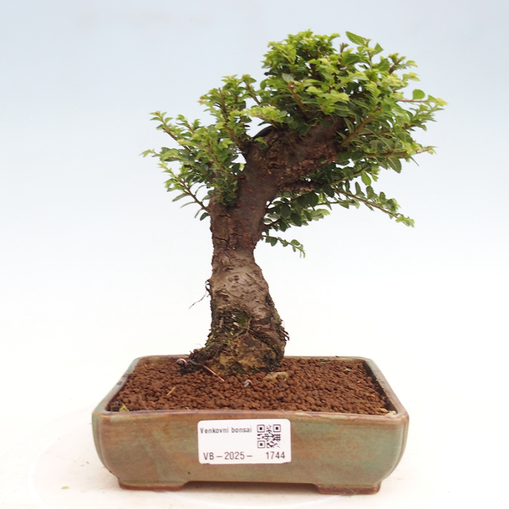 Bonsai zewnętrzne - Ulmus parvifolia Hokkaido - wiąz chiński