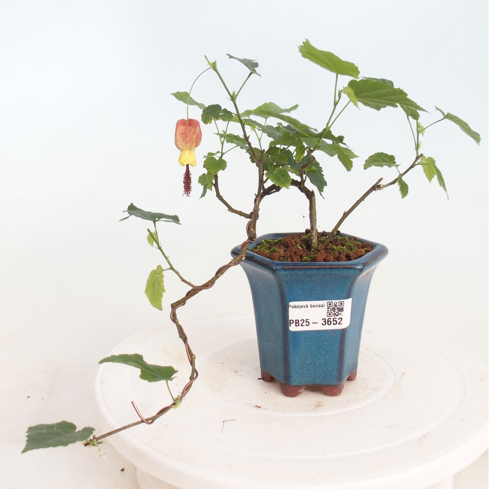 Bonsai domowe - Abutilon Big Bell - Cloudberry