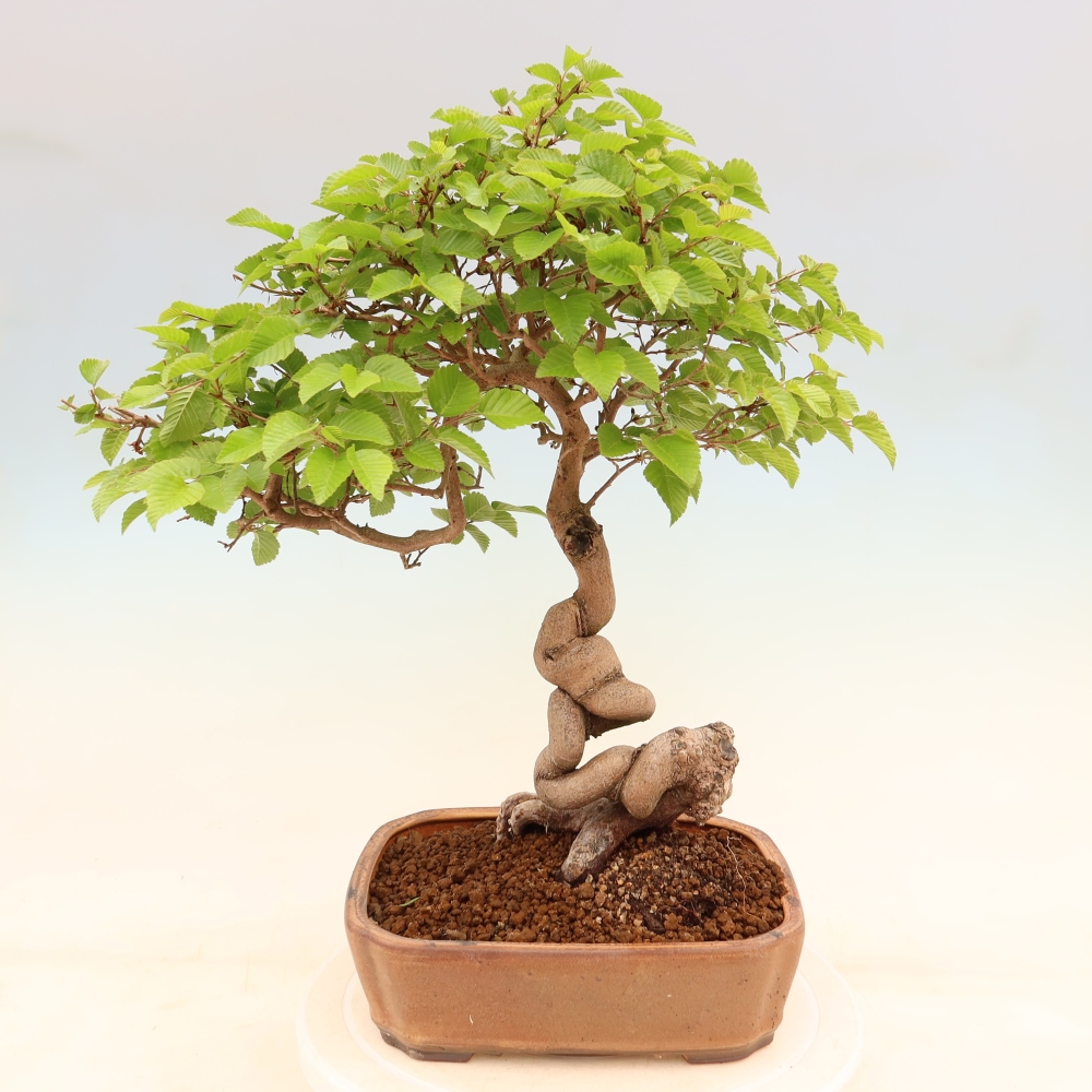 Outdoor bonsai - Carpinus coreana - grab koreański