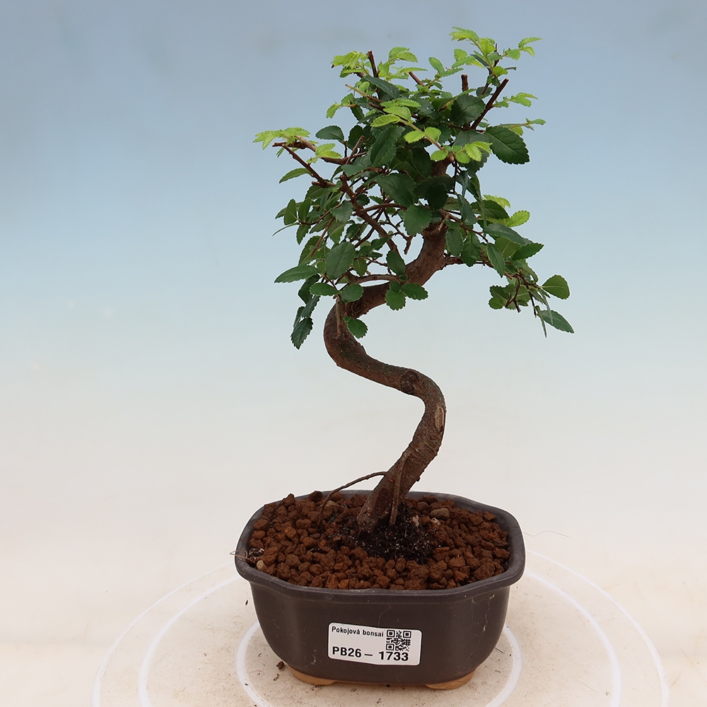 Pokój bonsai - Ulmus parvifolia - Wiąz drobnolistny