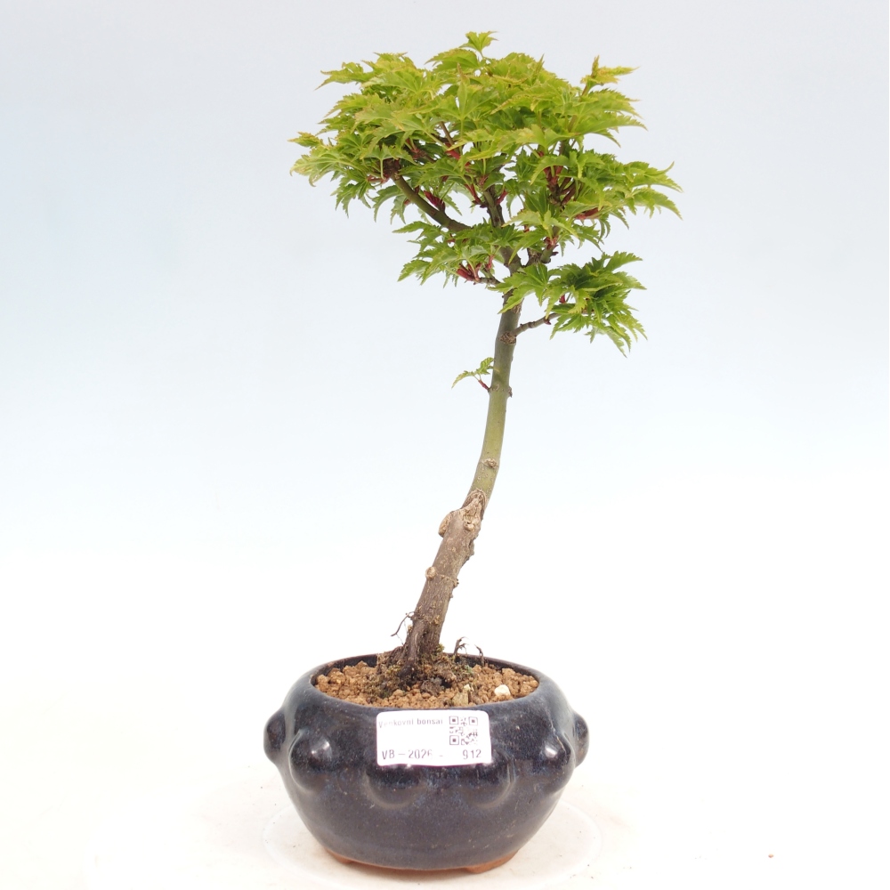 Outdoor bonsai - Jawor drobnolistny SHISHIGASHIRA