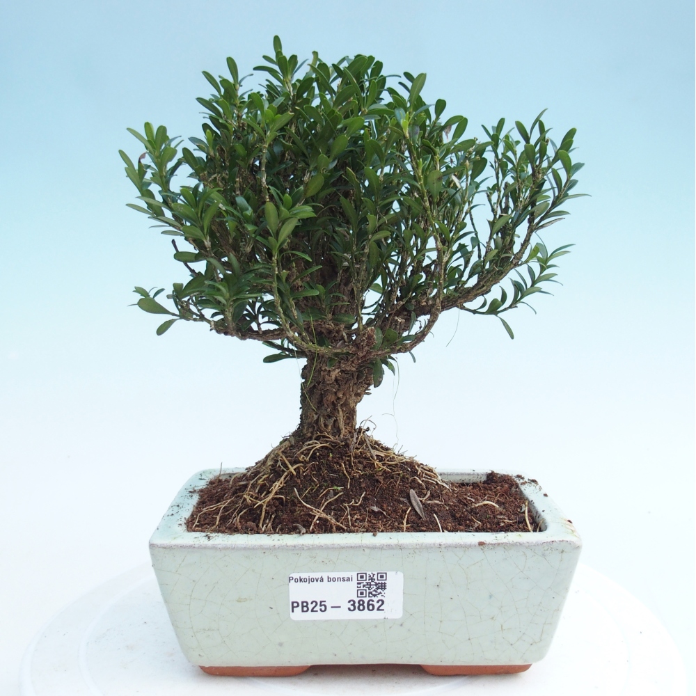 Pokój bonsai - Buxus harlandii - buxus korkowy
