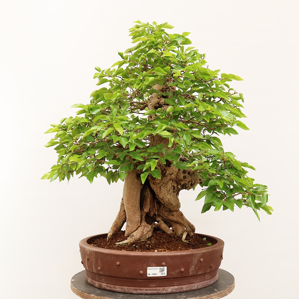 Bonsai plenerowe - Carpinus Coreana - grab koreański