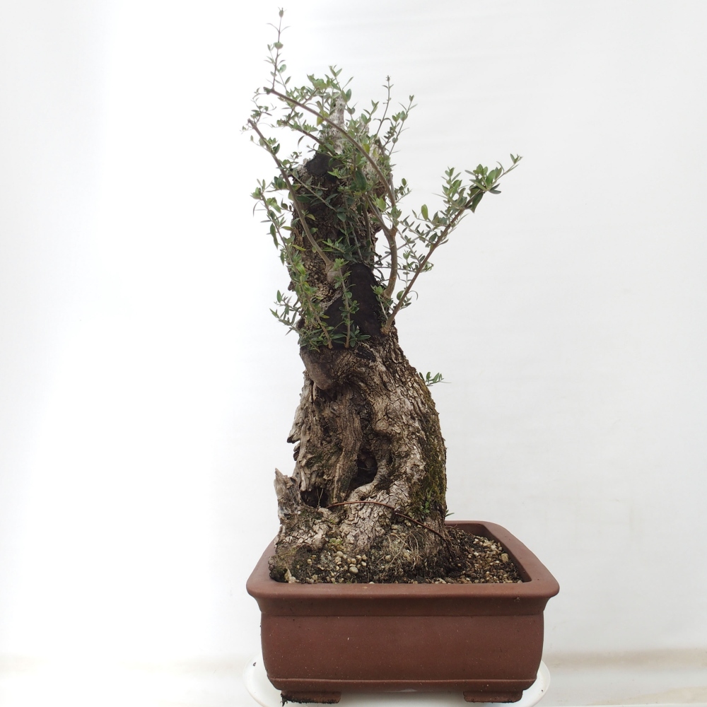Kryte bonsai - Olea europaea sylvestris - Europejska oliwa z małych liści