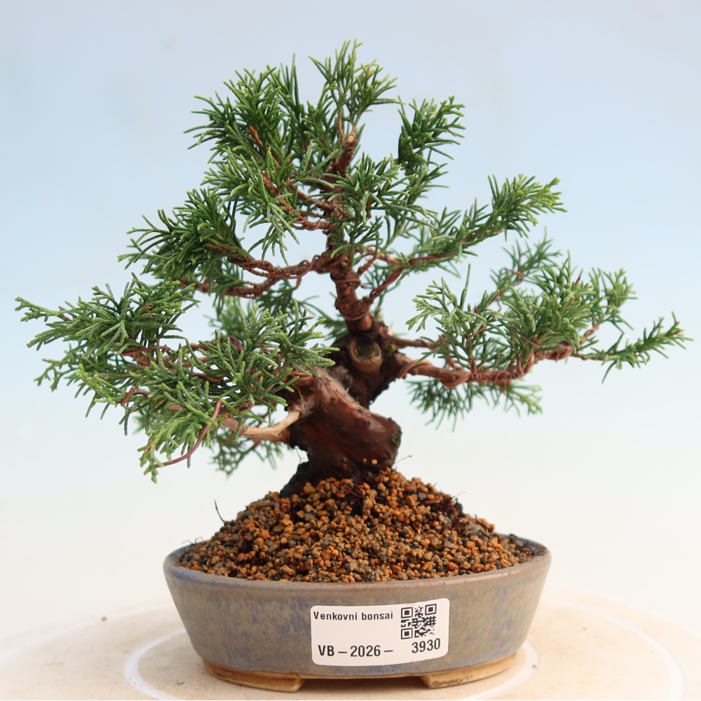 Outdoor bonsai - Juniperus chinensis Itoigawa - Jałowiec chiński