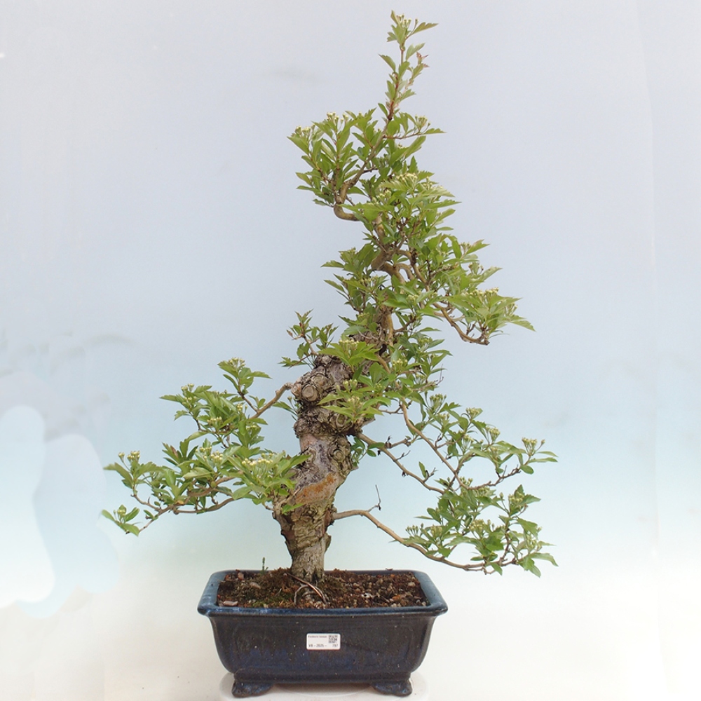 Outdoor bonsai - głóg - Crataegus cuneata
