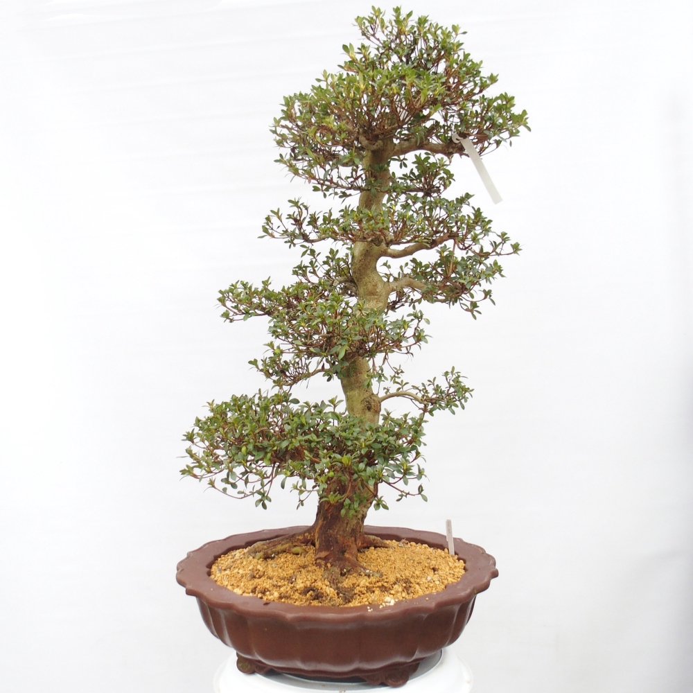 Outdoor bonsai - Azalia japońska - Azalia Shikou