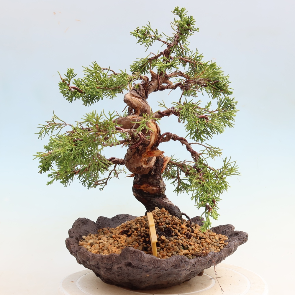 Bonsai ogrodowe – Juniperus chinensis Itoigawa – jałowiec chiński
