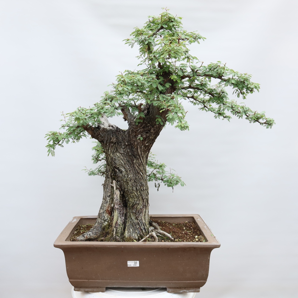 Bonsai pokojowe – Akacja arabica