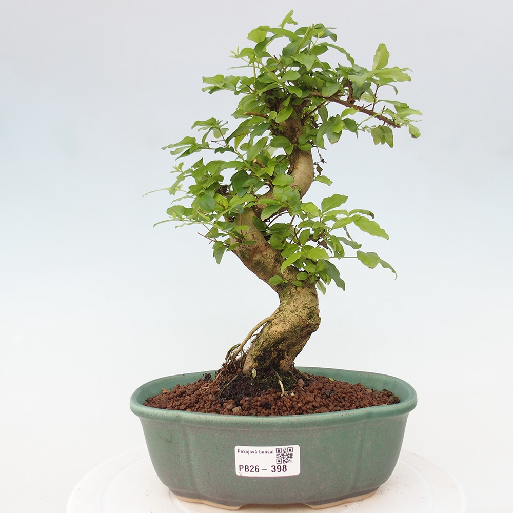 Pokój bonsai - Ligustrum chinensis - Dziób ptaka
