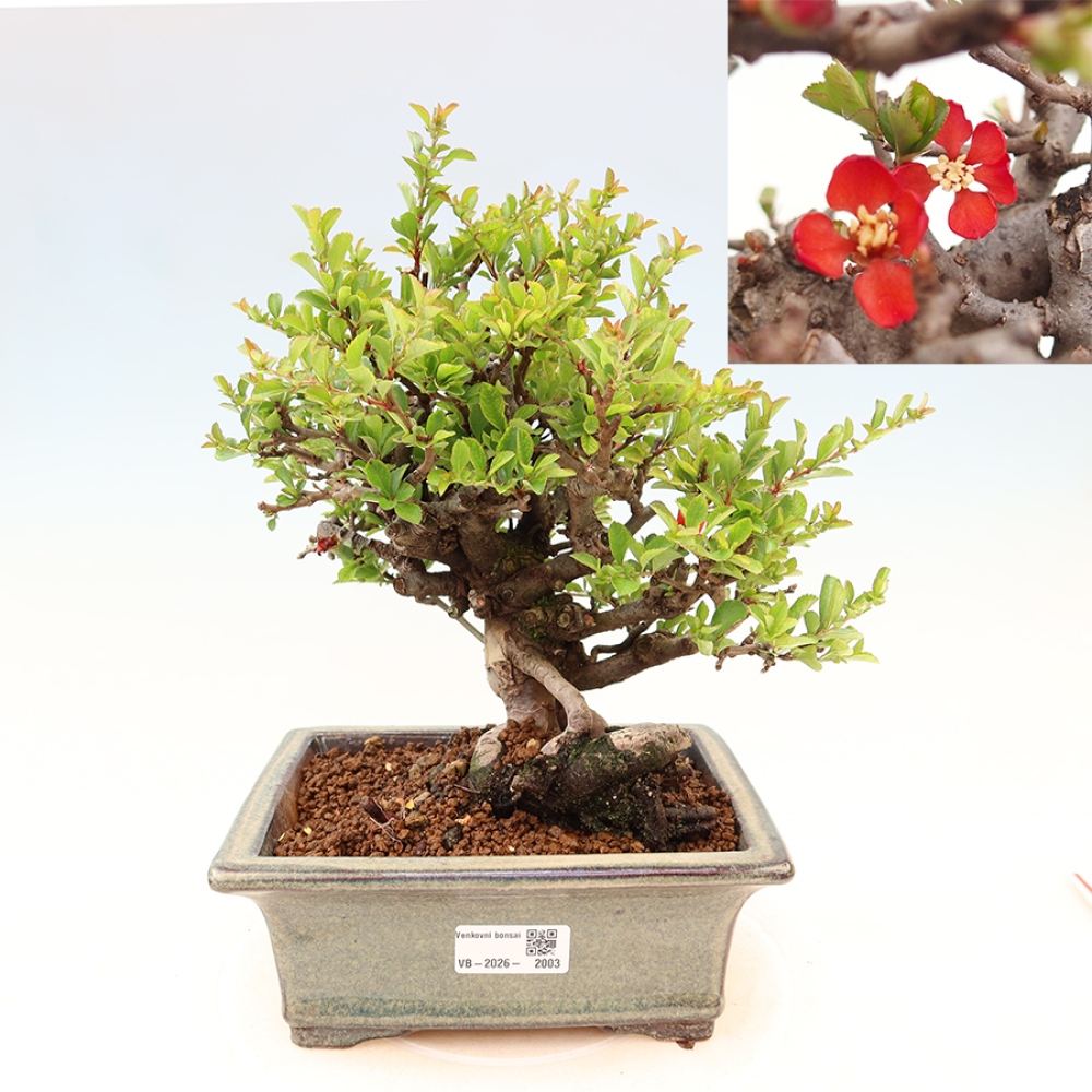 Bonsai zewnętrzne - Chaneomeles speciosa Chojubai