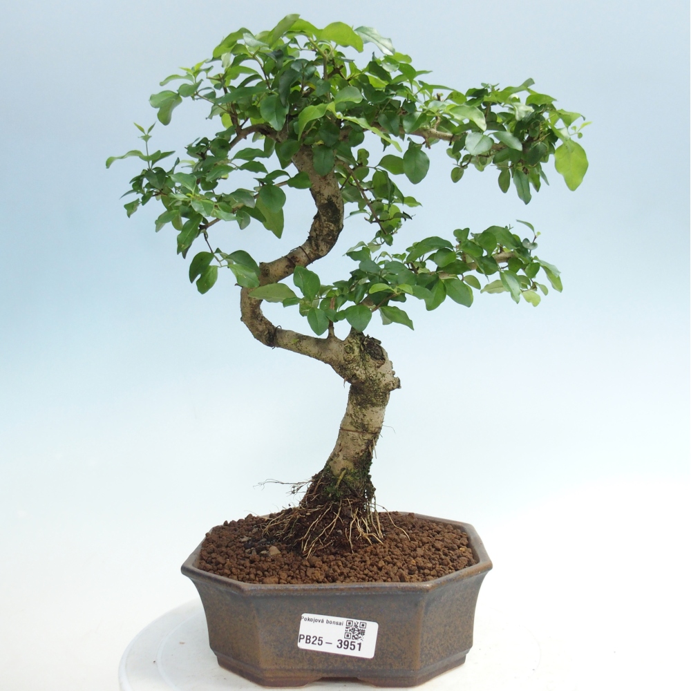 Pokój bonsai - Ligustrum chinensis - Dziób ptaka
