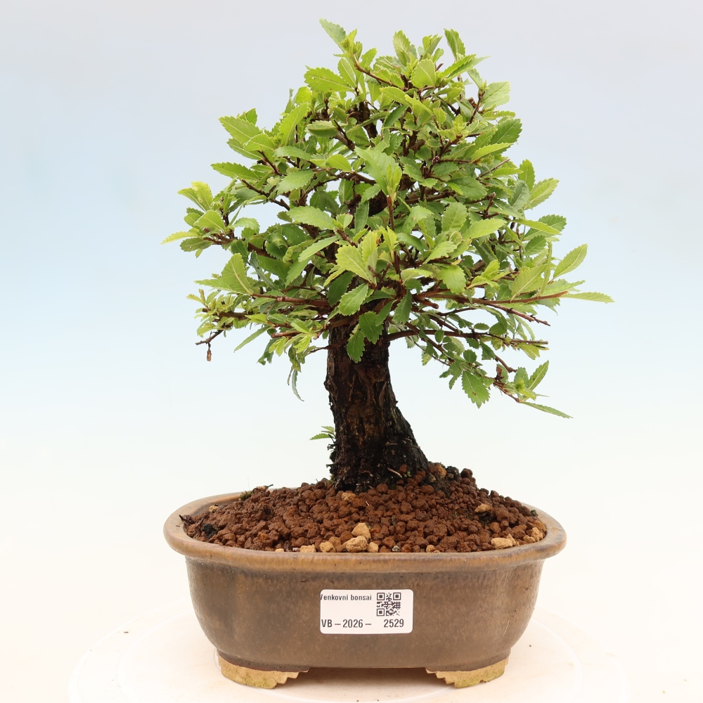 Bonsai zewnętrzne - Zelkova - Zelkova NIRE